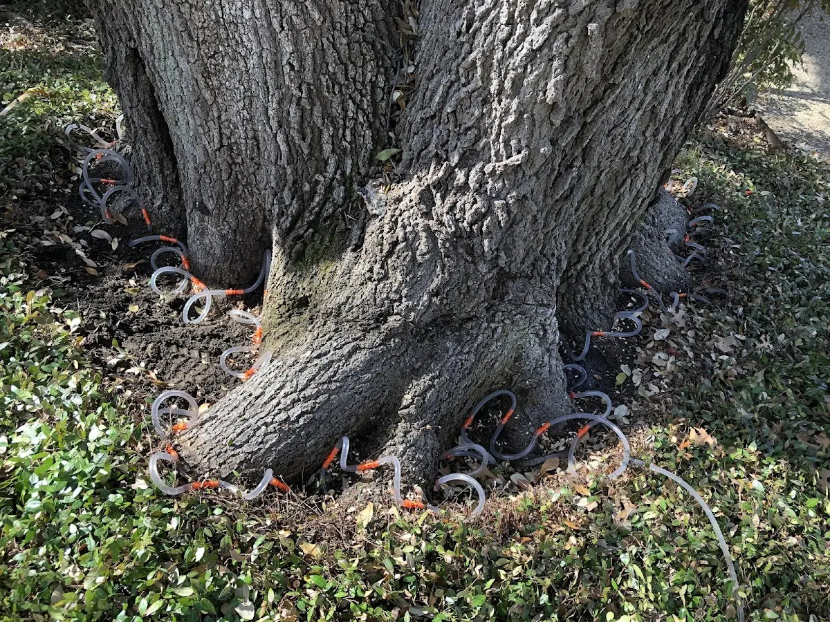 Detailed Tree Cabling and Bracing job site in Ardmore