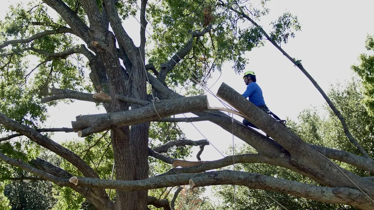 Professional Hazardous Tree Removal performed by certified arborists in Ardmore